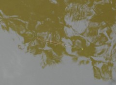 Zenarchopterus buffonis