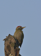 Picus xanthopygaeus