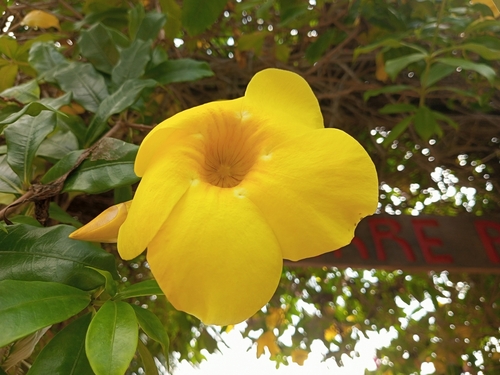 Allamanda cathartica image