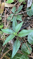 Tripterospermum lanceolatum