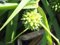 Sparganium erectum erectum