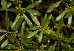 Euclea schimperi schimperi