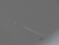 Zenarchopterus buffonis