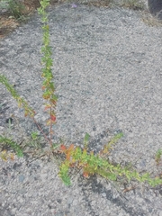 Hypericum perforatum