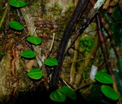 Peperomia serpens