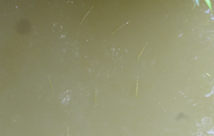 Zenarchopterus buffonis