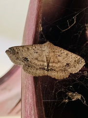 Ericeia inangulata