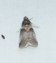 Acrobasis caryae