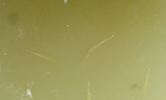 Zenarchopterus buffonis