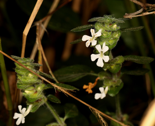 Image of Phaulopsis imbricata by (c) Wynand Uys, some rights reserved (CC BY)