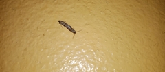 Lepidoptera