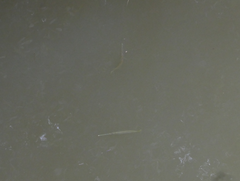 Zenarchopterus buffonis