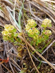 Chrysosplenium tetrandrum