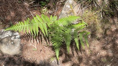 Pteridium aquilinum wightianum