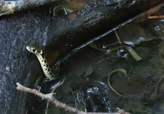 Natrix helvetica sicula