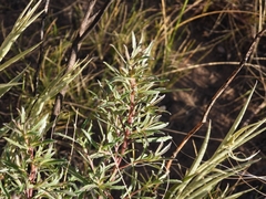 Baccharis linearifolia
