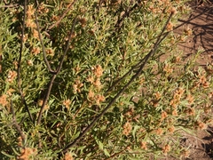 Baccharis linearifolia