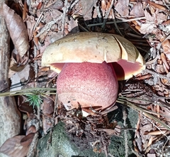 Rubroboletus satanas