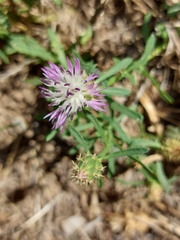 Centaurea aspera