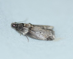 Acrobasis caryae
