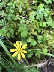 Lapsanastrum takasei