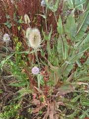 Dipsacus fullonum
