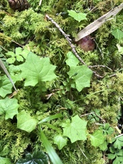 Lapsanastrum takasei