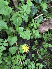 Lapsanastrum takasei