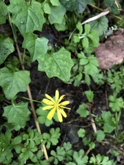 Lapsanastrum takasei