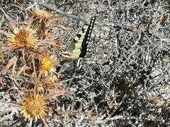 Papilio machaon melitensis