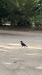 Corvus corone