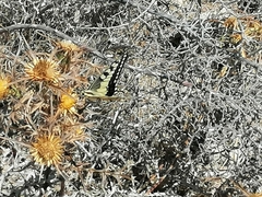 Papilio machaon melitensis