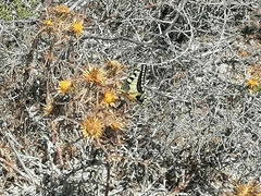 Papilio machaon melitensis