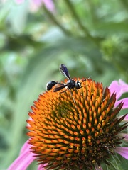 Physocephala tibialis