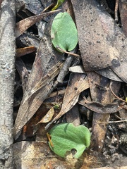 Cyrtostylis reniformis