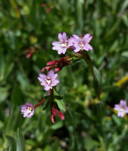 Epilobium glaberrimum ssp. fastigiatum