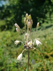 Allium oleraceum