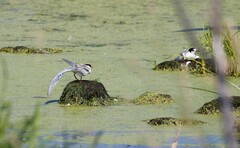 Sterna hirundo longipennis