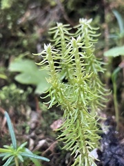 Huperzia quasipolytrichoides