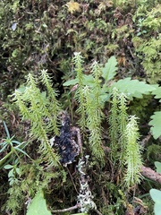 Huperzia quasipolytrichoides