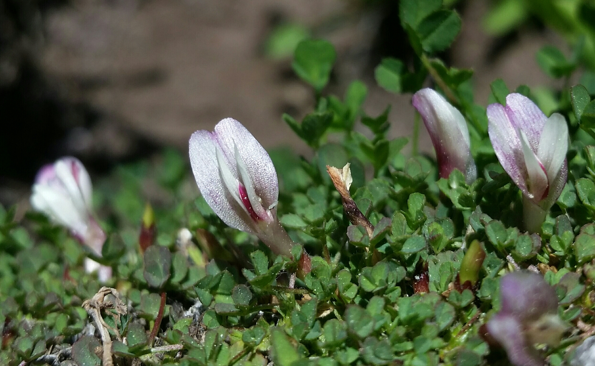 Trifolium monanthum