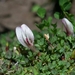 Trifolium monanthum - Photo (c) David Greenberger, algunos derechos reservados (CC BY-NC-ND), subido por David Greenberger