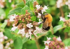 Bombus hypnorum