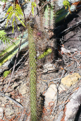 Leocereus bahiensis
