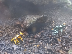 Dendrobates leucomelas