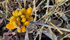 Handroanthus coronatus