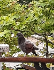 Columba livia domestica