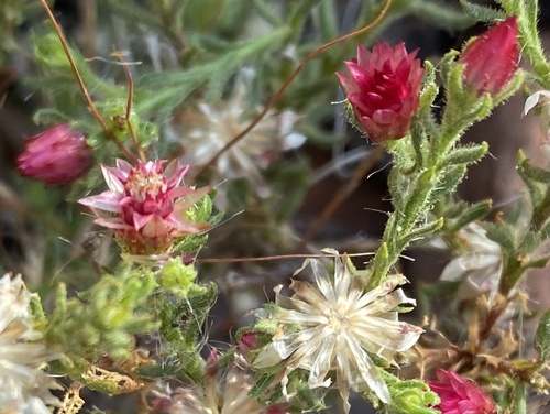 Helichrysum pumilio image