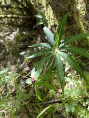 Paris polyphylla stenophylla