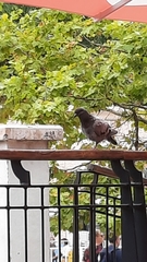 Columba livia domestica